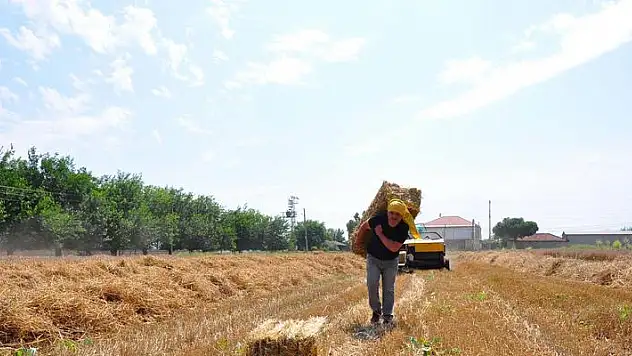 Öğrencileri için tek başına buğday ekip, hasat yapıyor

