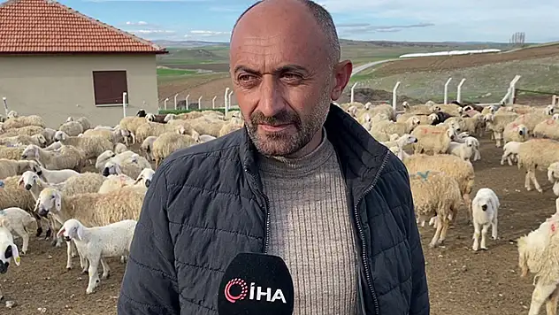 Öğretmenliği bıraktı, köyüne dönüp koyun yetiştiriciliğine başladı
