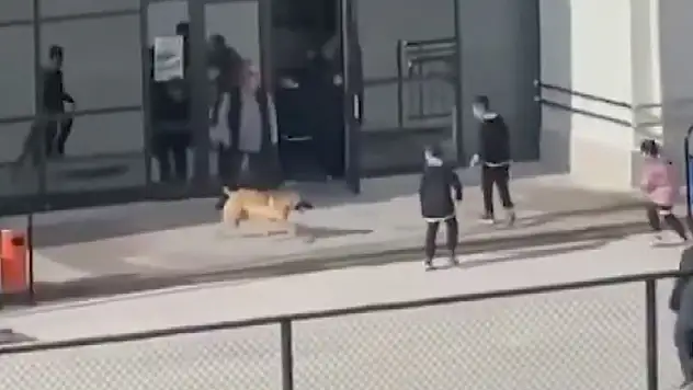 Okul bahçesinde başı boş köpek krizi, o anlar kamerada