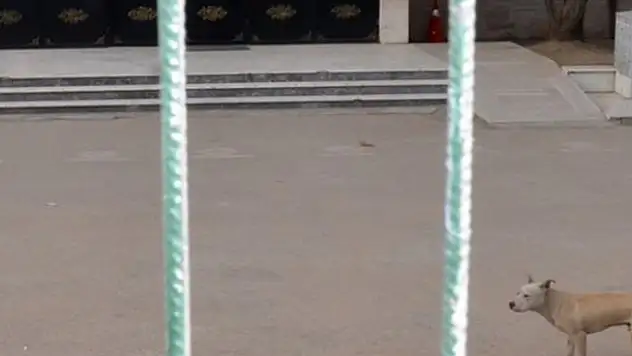 Okulda Pitbull Paniği