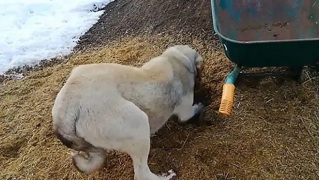 Ölen yavrusunu kendisi gömdü