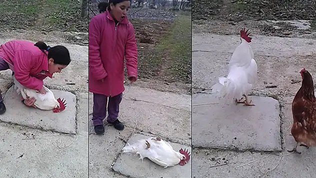 Ölü taklidi yapan horoz kızı korkuttu