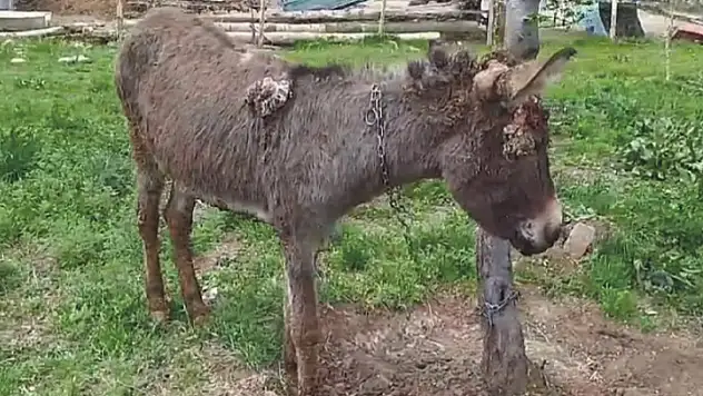 Ölüme terk edilen eşek tedavi ediliyor
