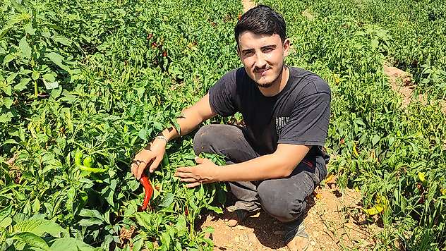 Önce hırsızlar hasat etti: 1 ton salçalık kırmızı biber kayıp!