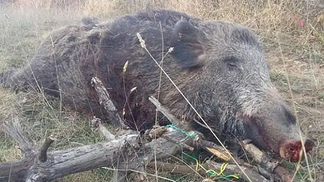 Ordu'da 270 kilogram ağırlığında yaban domuzu vuruldu