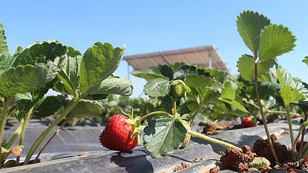 Organik çilek suyunu 'güneş'ten alıyor