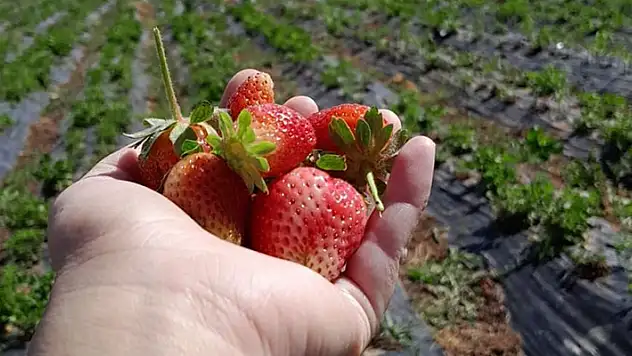 Organik çilek üretiminin merkezi Hüyük'te başlangıç fiyatları üreticileri memnun etmedi
