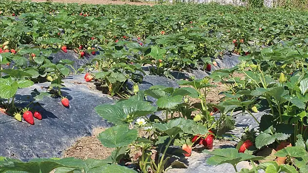 Organik tarım üretimi 1,3 milyon tonu aştı