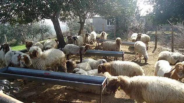Orman köylüsü Konya'da ORKÖY ile kalkınıyor