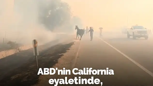 Orman yangınına aldırış etmeyen at, ailesinin yardımına koştu