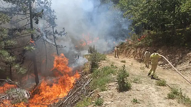Orman yangınına sebep olan 9 kişi gözaltına alındı, bir kişi tutuklandı