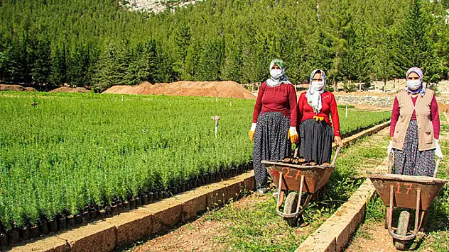 Orman yangınlarında yok olan bir ağaç karşılığı bin fidan yetiştiriliyor