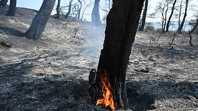 Orman yangınlarıyla mücadelede 'küçükbaş hayvancılığın yaygınlaştırılması' önerisi
