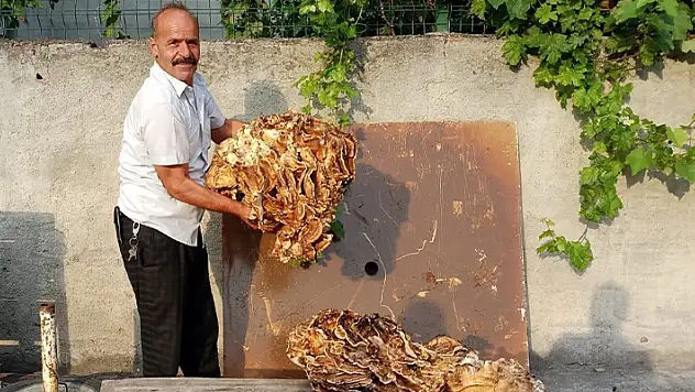 Ormanda 40 kilogramlık mantar buldu, 2 bin TL'ye sattı
