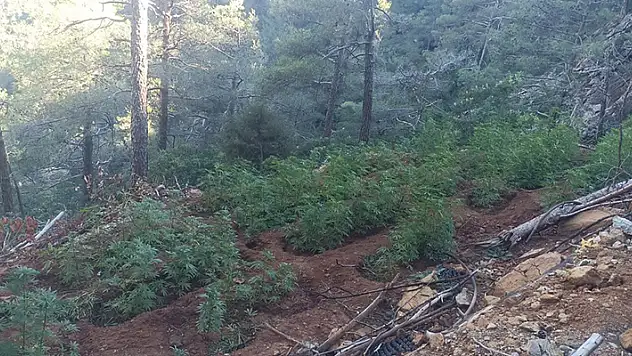 Ormanda yetiştirilen kenevirler dronla tespit edildi

