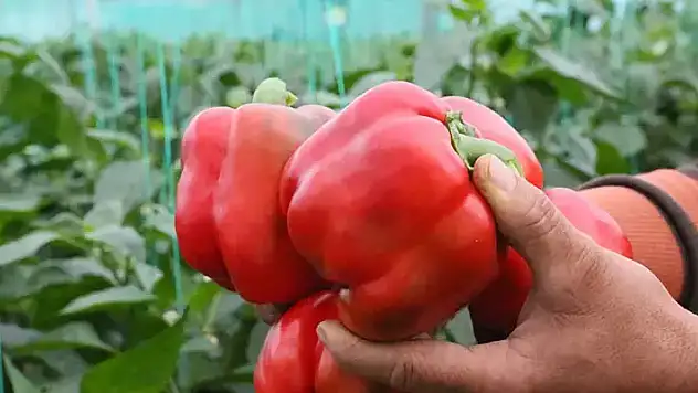 Örtüaltı hasat başladı, fiyatlardaki düşüş yüzde 50'yi buldu
