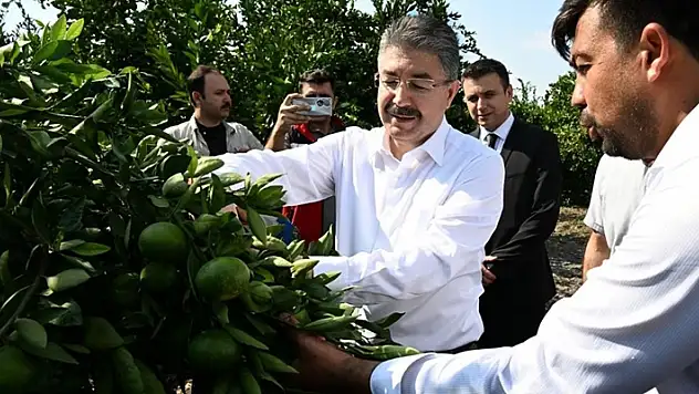 Osmaniye'de erkenci mandalinanın hasadı başladı
