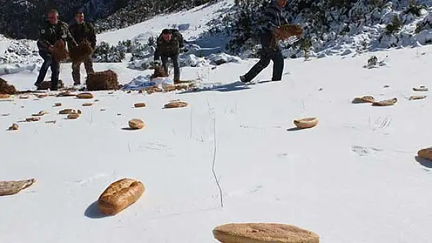Osmaniye'de yaban hayvanları için doğaya yem bırakıldı
