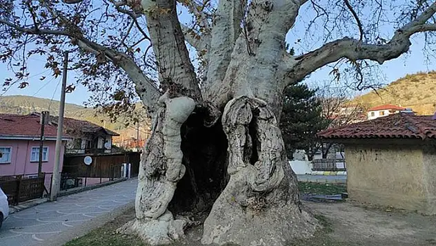 Osmanlı'dan günümüze 700 yıllık tarih! Çınar ağacı zaman meydan okuyor.