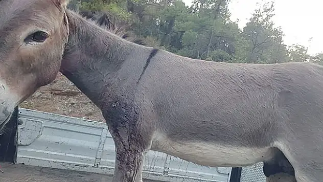 Otelden kaçan eşek silahla vurularak yakalandı