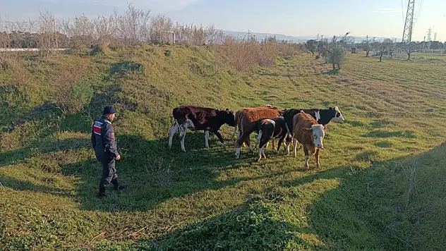 Otlarken kaybolan 6 büyükbaş hayvanı, jandarma buldu
