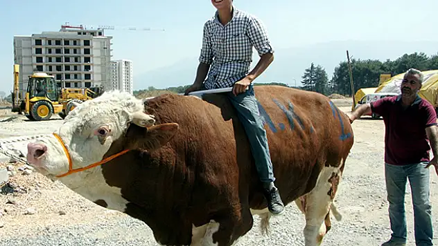 Otomobil fiyatına kurbanlık boğa