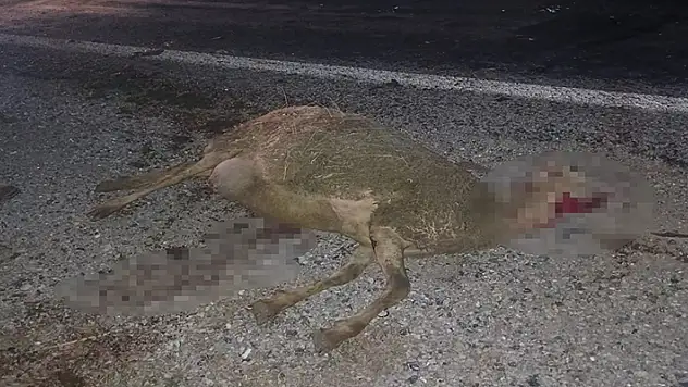 Otomobil sürünün arasına daldı, 9 koyun telef oldu
