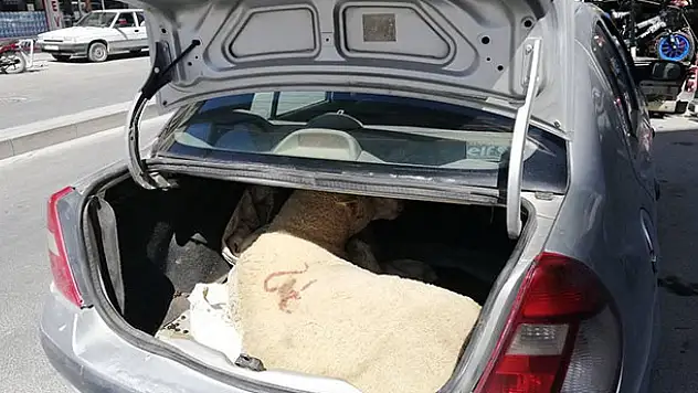 Otomobilin bagajında havasız kalan küçükbaşı vatandaşlar kurtardı