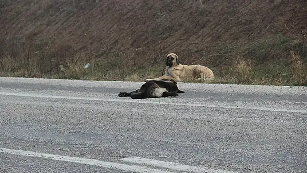 Otomobilin çarptığı erkek köpek öldü, dişi köpek 1 hafta başında bekledi


