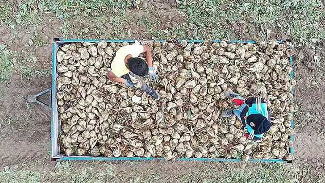 Pancar üreticilerine 715,8 milyon liralık hasat avans ödemesi bugün yapılacak
