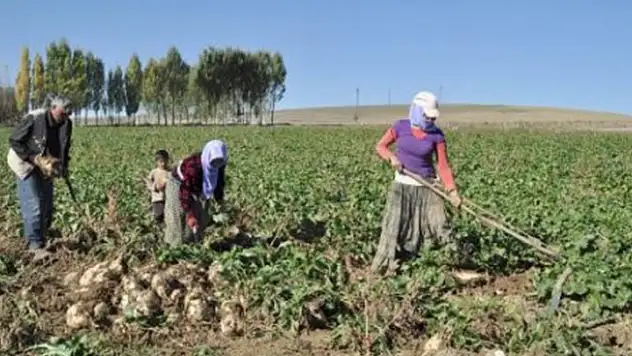 Pancarda Poların Düşmesi Üreticinin Belini Büküyor