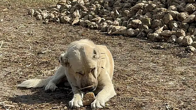 Pancarları şeker gibi yiyen köpek görenleri şaşırtıyor!