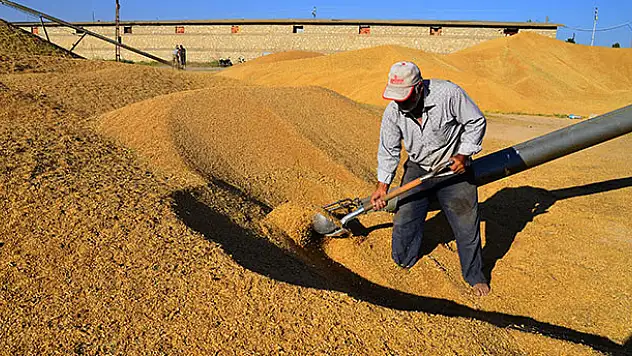 Pandemi sürecinde değerlenen buğdaya ilgi arttı
