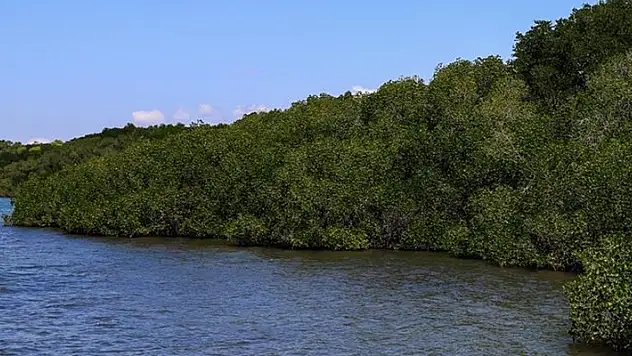 Papua Yeni Gine'deki kabile çatışmasında 53 kişi öldü
