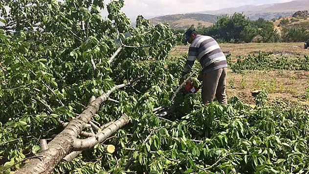 Para etmeyen beyaz kiraz ağaçlarını kesip odun yaptı