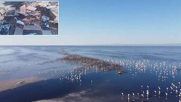 Para için flamingolara kıydılar: 47 flamingodan 26'sı öldü
