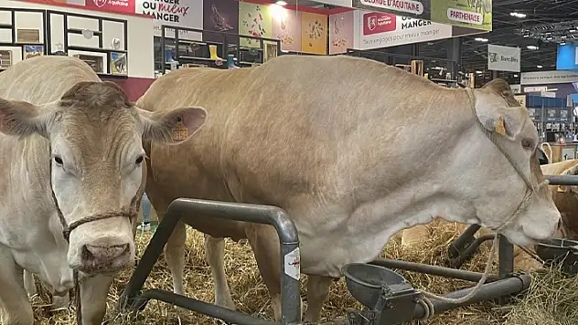 Paris'te geleneksel tarım fuarında 990 kilogramlık inek 17 bin eurodan alıcı buldu
