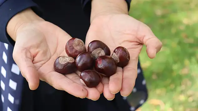 Parklarda bolca bulunmaya başlanan at kestanelerine dikkat
