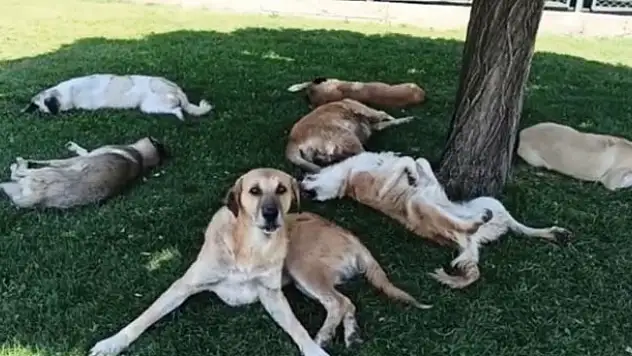 Parkta uyuyan köpek sürüsünü görüntülemek isterken hayatının şokunu yaşadı