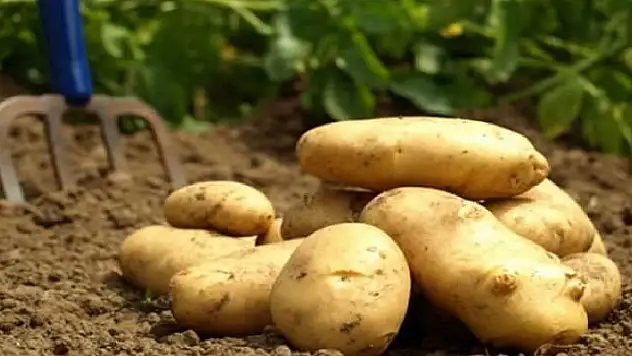 Patates fiyatı 2021'de yüzde 120 arttı
