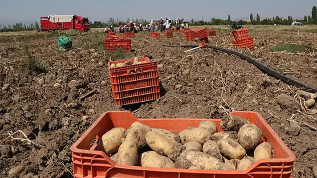 Patates fiyatı memnun etti, düşük verim üzdü
