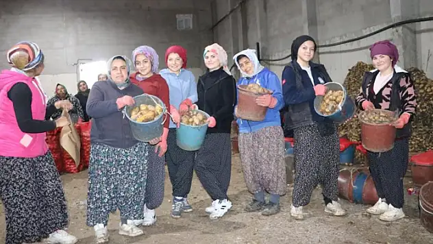 Patates işçisi kadınlar 8 Mart'ı işlerinin başında geçirdi
