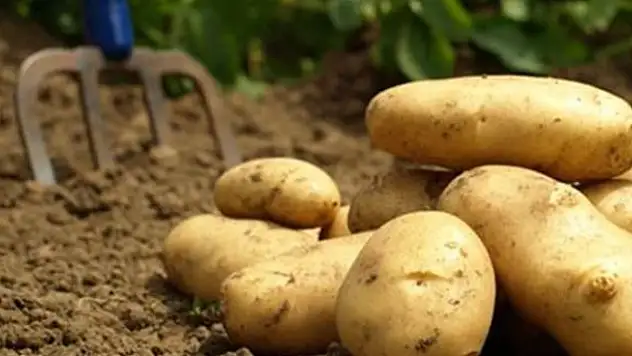 Patates ithalatında gümrük vergisi sıfırlandı