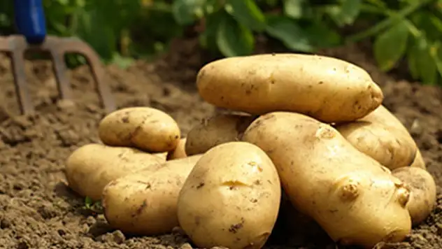Patates ithalatında sıfır gümrük uygulaması uzatıldı