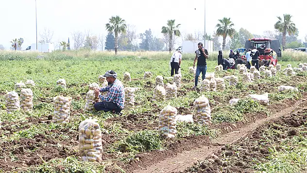 Patates üreticisi, market boykotuyla alım fiyatını yüzde 20 artırdı 
