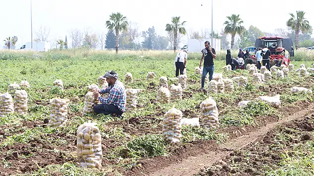 Patates üreticisi, market boykotuyla alım fiyatını yüzde 20 artırdı
