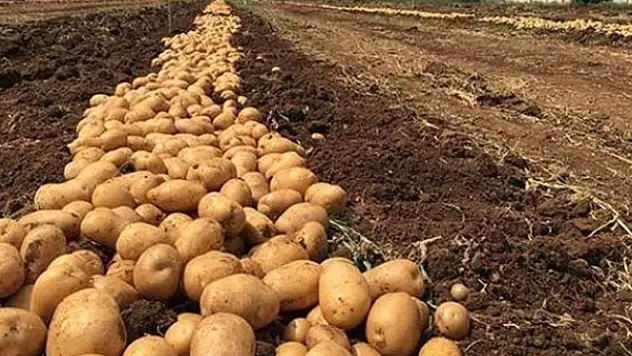 Patates üretiminde Konya ikinci oldu