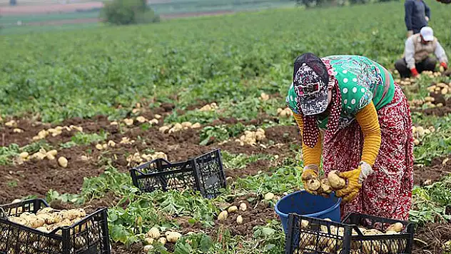 Patates ve soğan fiyatı hasatla düşecek