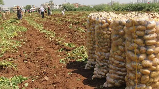 Patatesin fiyatı 1,5 liraya kadar düşer