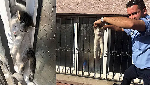 Pencereye sıkışan kediyi zabıta kurtardı
